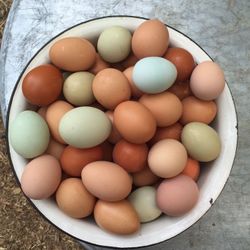 Farm fresh pasture raised chicken eggs