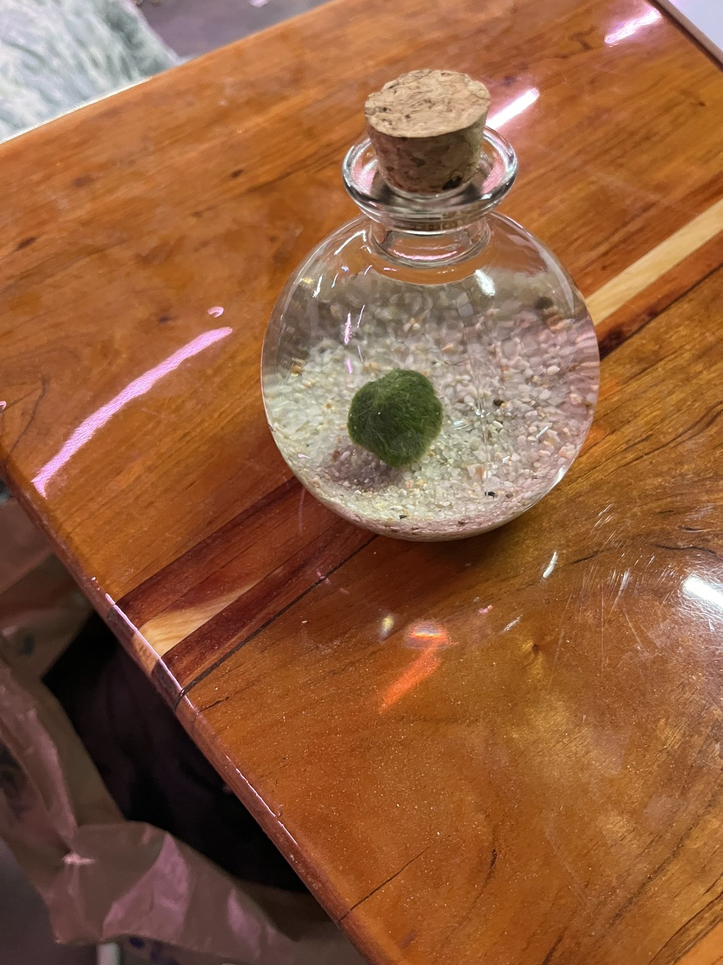 Glass Potion Bottle W/ Moss Ball