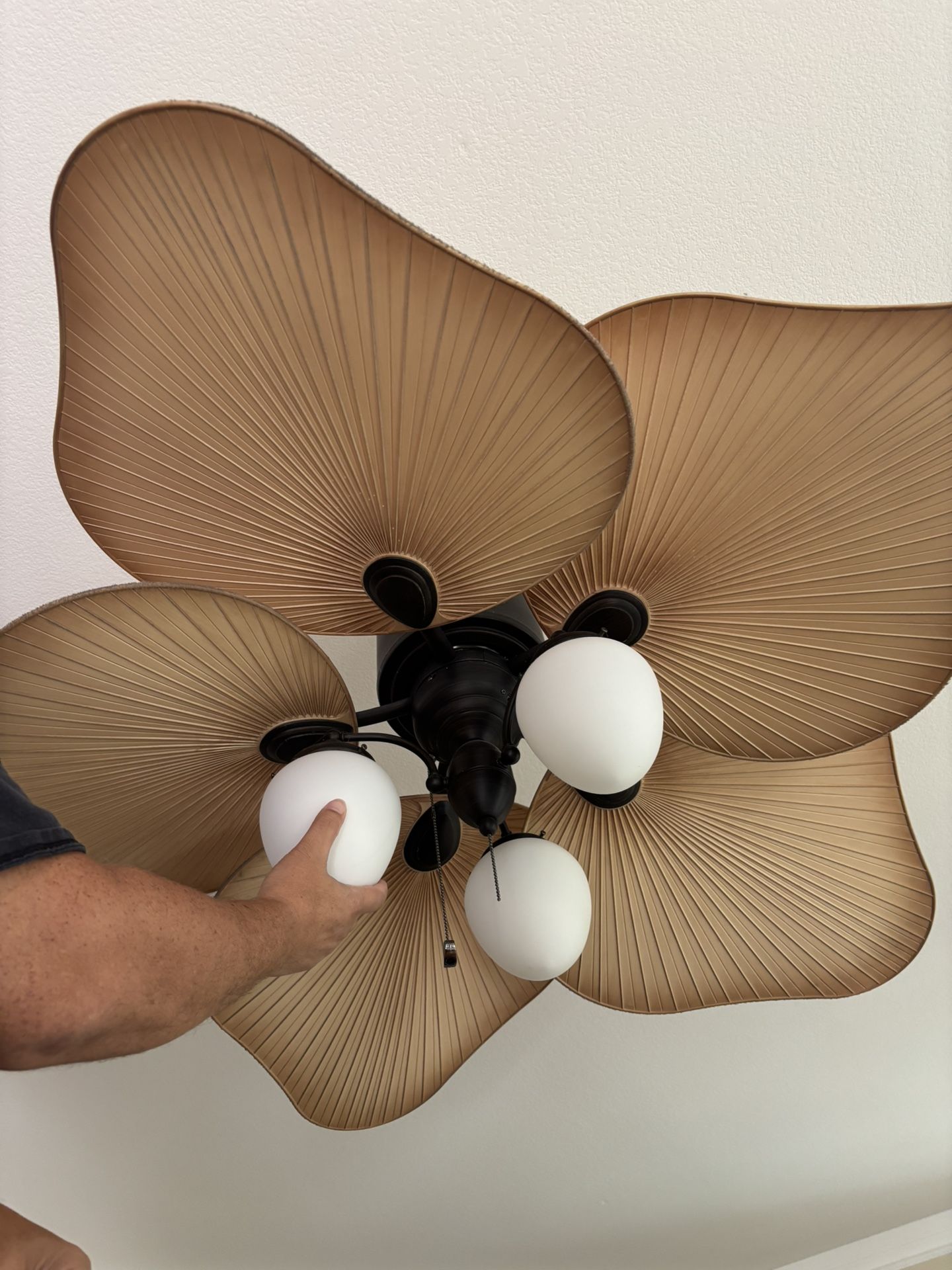 Beautiful Fan Light