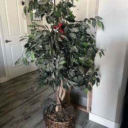 5ft Silk Tree