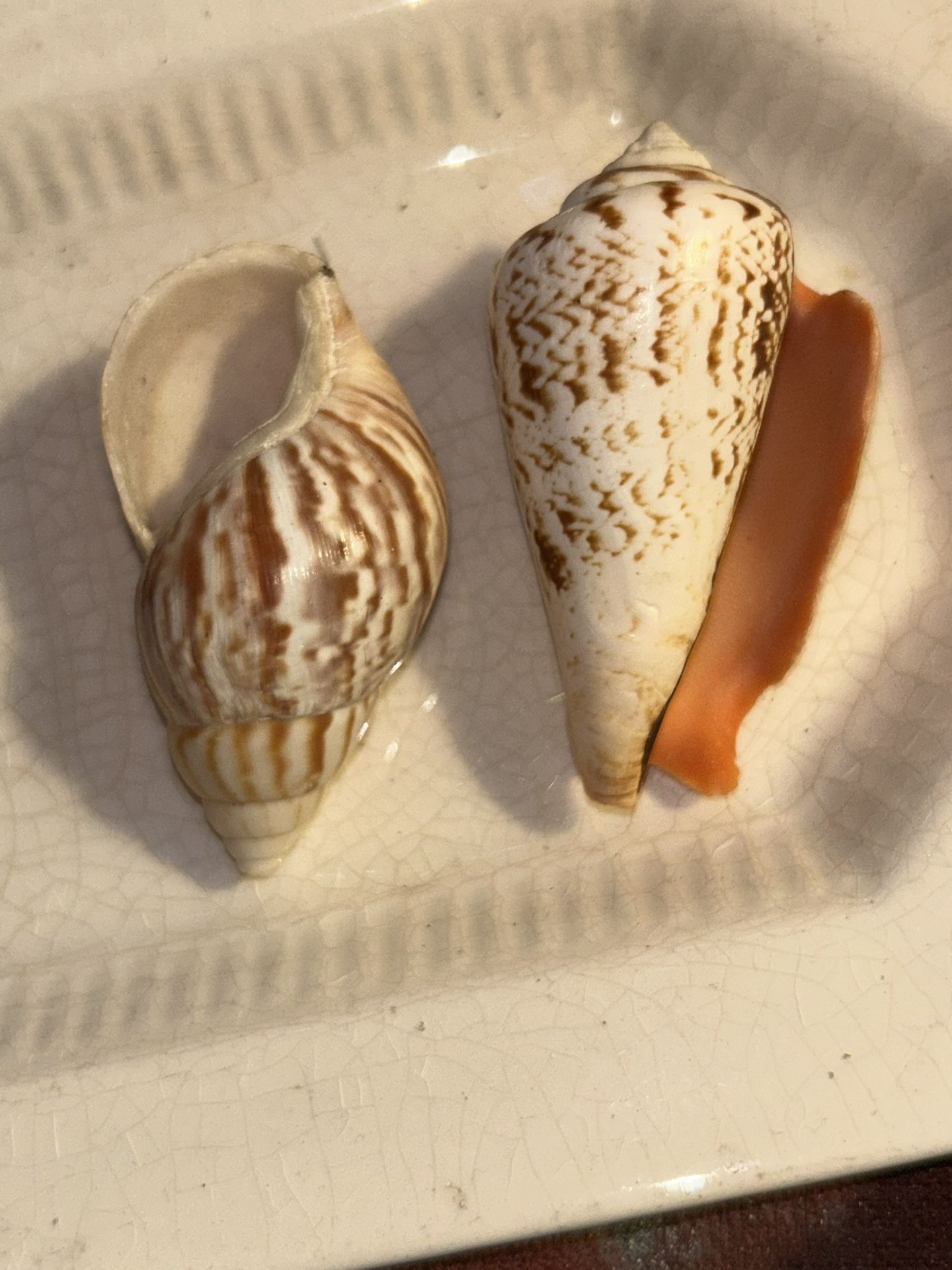 (2) Strombus Luhaunas Strawberry Conch Cone Shell; Big- 2.3", Mid- 1.8"