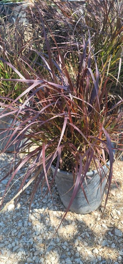 fountain grass