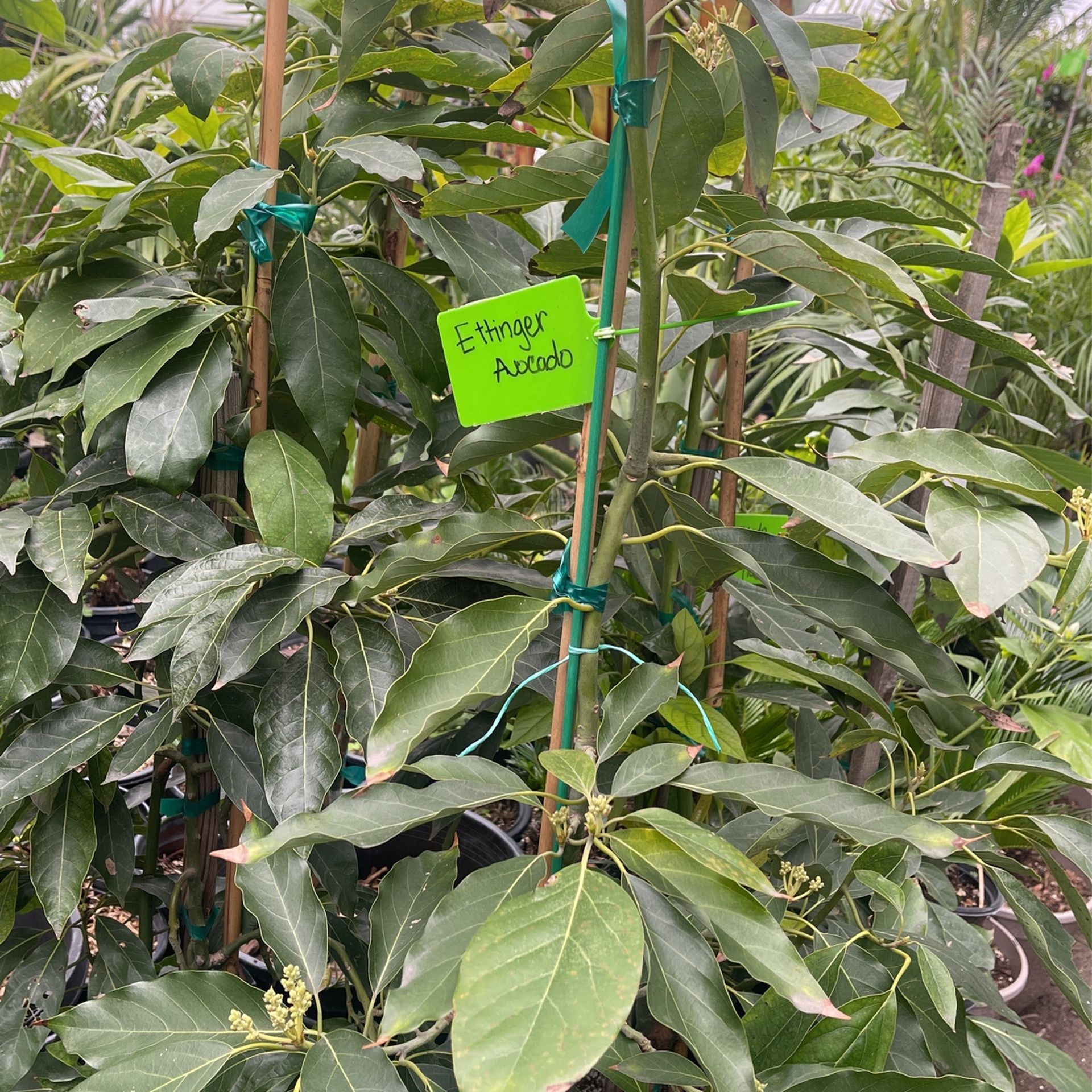 Ettinger, Hass,Lamb, Anaheim, Fuerte, Zutano Avocado $$$68 Each