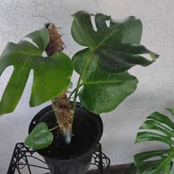Monstera Deliciousa 