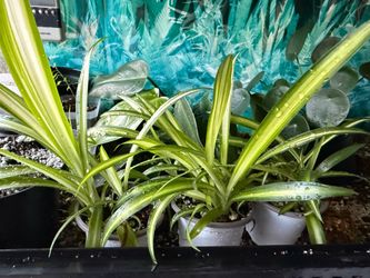 Variegated spider plant