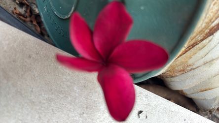 Bag Rooted Scott Pratt Plumeria