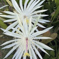 Orchid Cactus Epiphyllum Plant (White Flowers like 1st picture)