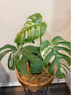 Monstera Albo Variegata plant