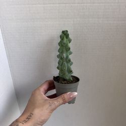 Boobie Cactus 