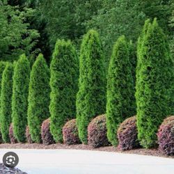 Emerald Green ARBORVITAE