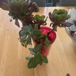 Succulents 