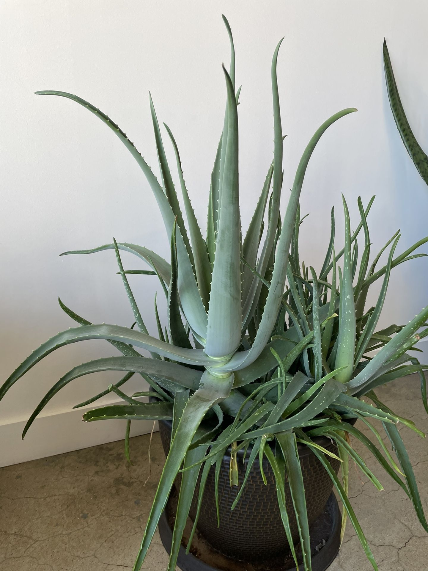 LARGE ALOE VERA PLANT/ POT INCLUDED Home & Garden