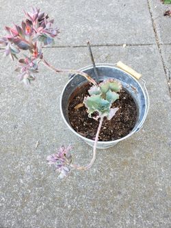 Plant For Sale