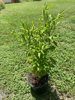 Thai Hot Chili Pepper 🌶️