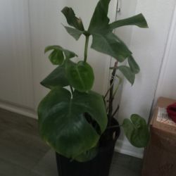Monstera Plant
