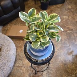 Variegated Pepperomia Plant In New 7in Ceramic Pot With Plate 