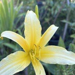 Daylily 