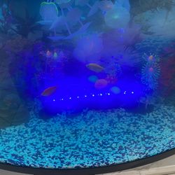 Aquarium 36 Gallons