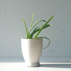 Aloe Vera Plant/ Indoor Plant/ House Plant Succulent Cactus Flower 