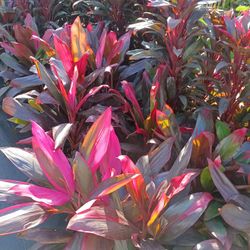 Red Sister 3gl $6🪴