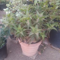 Alovera Bush $25