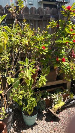 Tengo muchas plantas pueden hacer ofertas ! Nos estamos moviendo