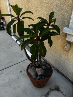 Plumeria Potted Plant