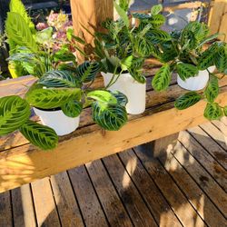 Price is each—Live indoor Lemon Lime Prayer plant in a plastic planter pot—firm price