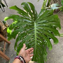 Monstera Deliciosa Con Hojas Gigante Plants Infoor for Sale in Cty Of  Cmmrce, CA - OfferUp