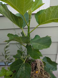 The Tree Organic  Fig .Price negotiable