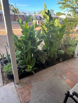 Canna Lily Plants Snake Aloe Vera Moss Rose