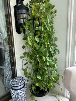 Large Pothos Plant 6 feet