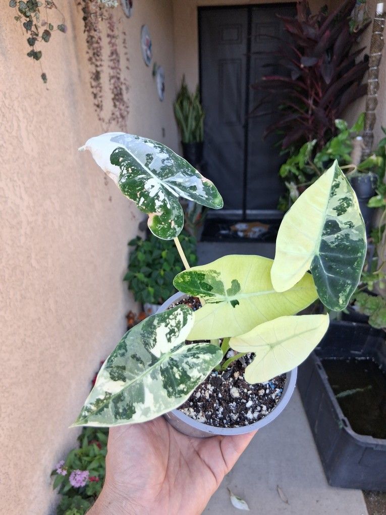 Variegated Alocasia FRYDEK Plant $28