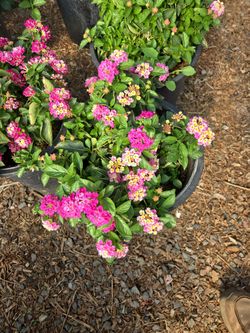 5 Gallon Lantana Bushes