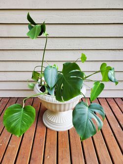 Monstera