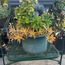 Plants Corona Krystal Tiny 