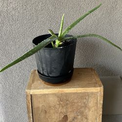 Aloe Plant Potted