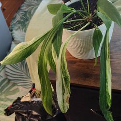 Large anthurium vittarifolium