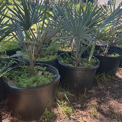 Bismarck Palm