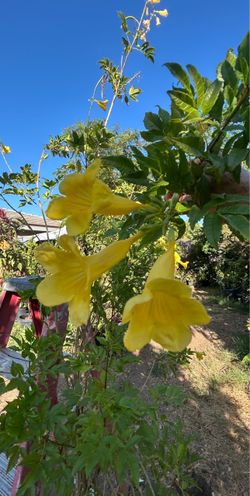 Yellow Bells Tecoma