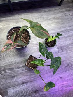 Three Syngoniums bundle