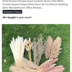 Pampas Grass 
