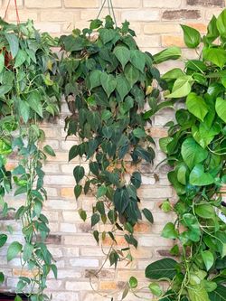 Philodendron Micans ā 8 Inch, Extra Long ā $40 each šæ