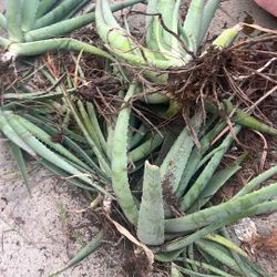 Free Aloe Plants