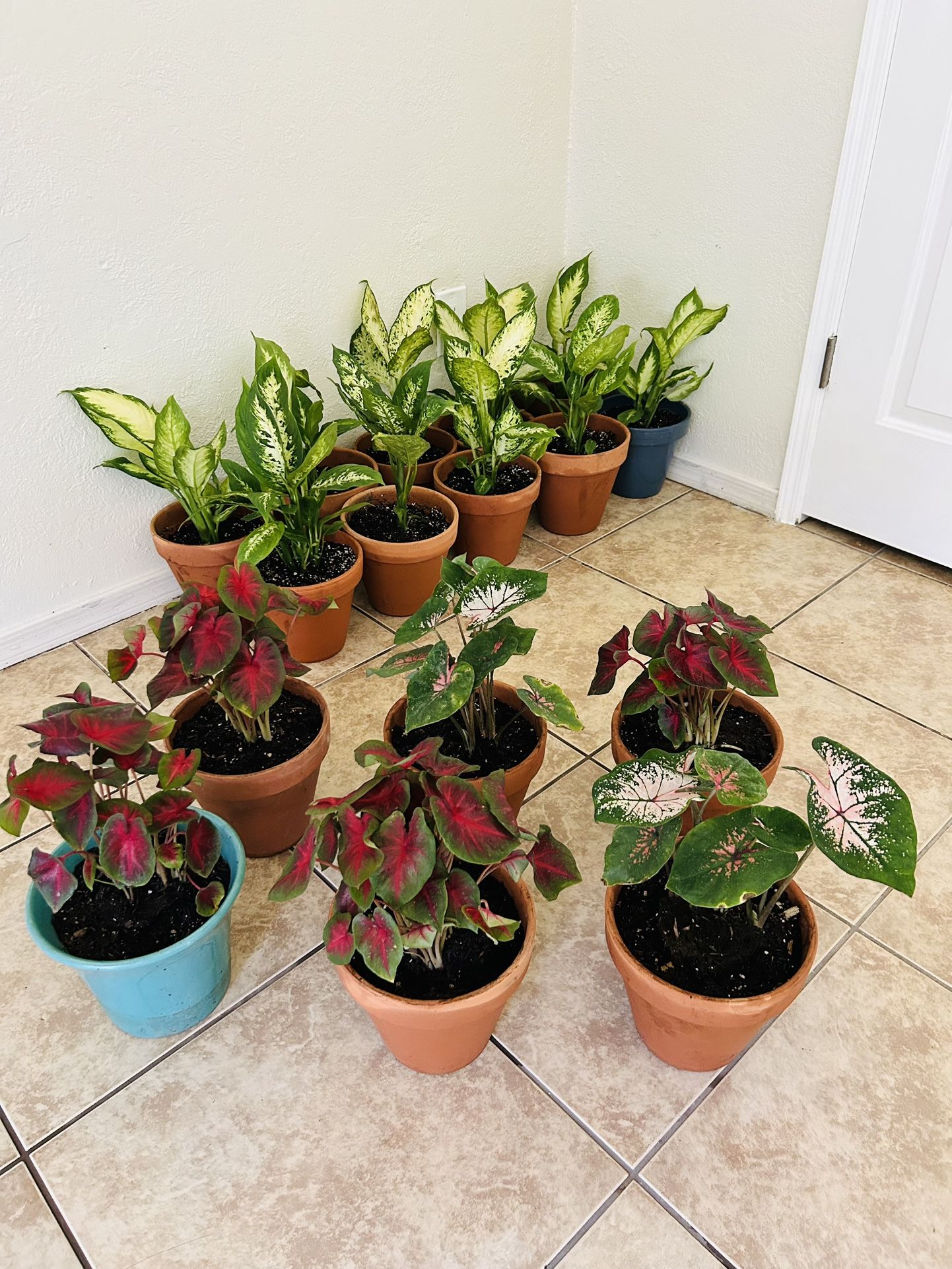 Plants For Sale 20 Each
