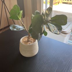 Faux Plant 