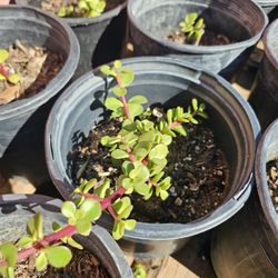 Succulents Elephant Bush