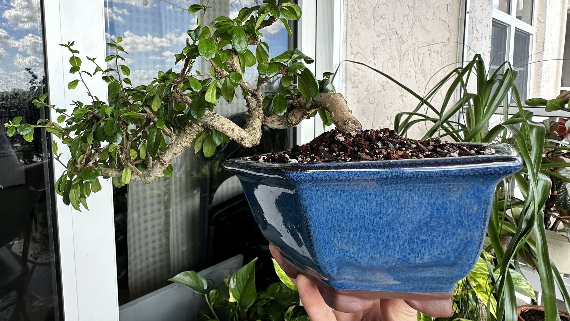 Bonsai Semi Cascade Fukien Tea