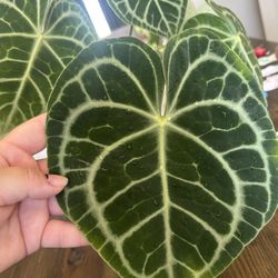 Anthurium clarinervium