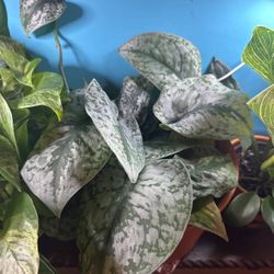 Scindapsus Pictus Exotica